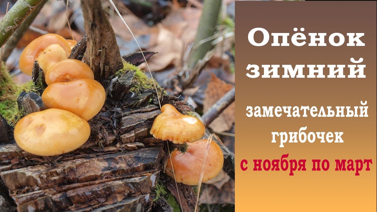 Зимний опёнок - замечательный грибочек с ноября по март