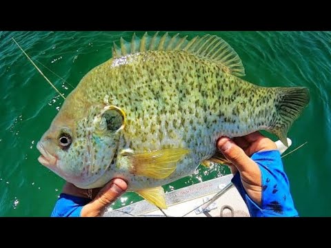 Fishing for 3 POUND BLUEGILL!!