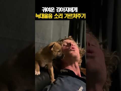 귀여운 강아지에게 늑대울음 소리 가르쳐주기