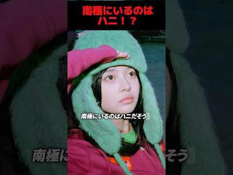 newjeans南極に行っているメンバーはハニ!?#newjeans #hanni #daniel #haerin #minji #haein