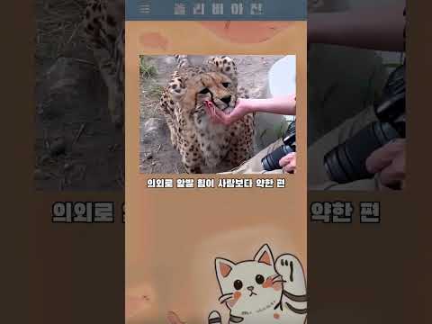 올리비아진 687 - 아프리카의 고양이 치타