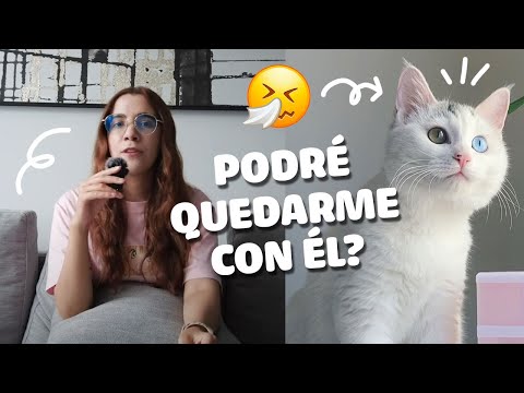 PODRÉ QUEDARME CON EL GATITO? MI PROBLEMA DE ALERGIA Y MI EXTRAÑA RESISTENCIA ACTUAL, AYUDA!