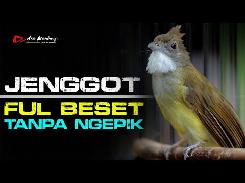 MASTERAN CUCAK JENGGOT FUL BESET TANPA NGEPIK