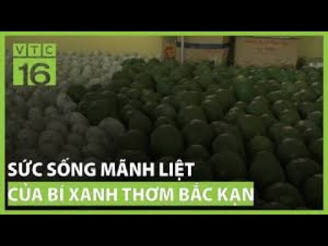 Sức sống mãnh liệt của bí xanh thơm Bắc Kạn | VTC16