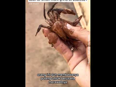 kisah inspirasi seorang yang menolong anak kepiting #animals