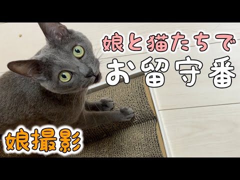 娘と猫たちだけで１日お留守番したら…！【娘撮影】