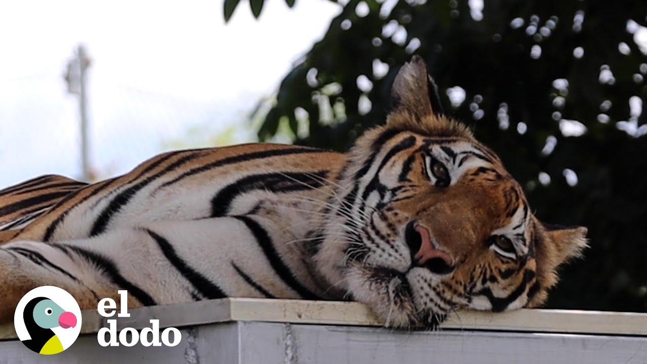 Tigre encadenado toda su vida da sus primeros pasos libres