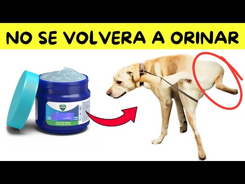 Cómo Evitar que los Perros Orinen en mi Puerta 🔴 Repelente Casero y Efectivo