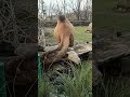 Comprensió del Vídeo i Preguntes