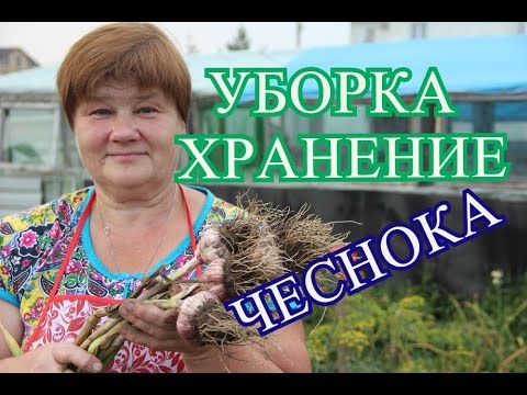 Советы по Уборке и Хранению Чеснока. (27. 07. 16)