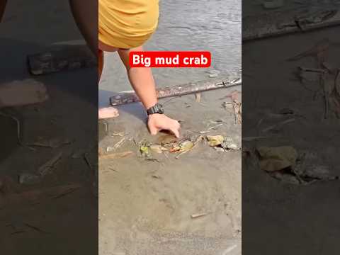 Big mud crab #fishing #rivercrab #freshwaterfish #pike #fisharrow #perch #bigcarp