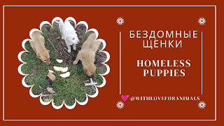 Бездомные щенки. Homeless puppies.