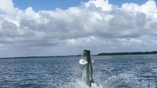 Enjoying the great Florida weather, flying Tarpon. @eastcapeboats @cortlandline
