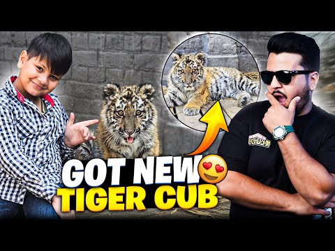 New Tiger Cub Agaya Mere Pas 😍 Super Tame Tiger Cub | Nouman Hassan