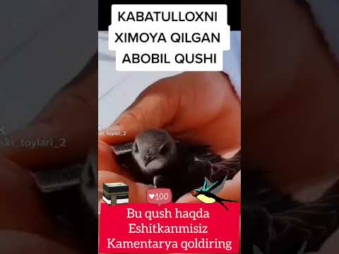 Bu qush kabatullohni himoya qilgan abobul qushi #uzkino #shortsviral #viralvideo
