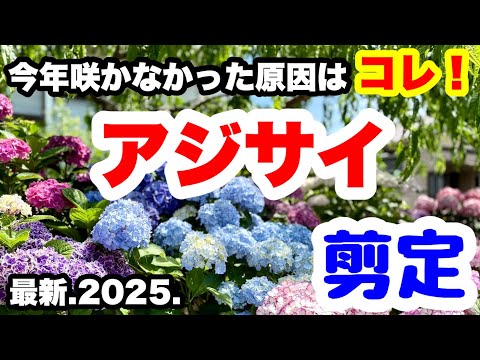 ◆咲かない原因はコレ！【実は〇〇が原因でした】