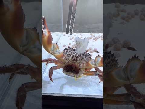Have You Ever Seen Crab Eggs?#animals #egg #Friendship #Us#crab