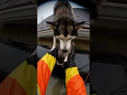 Husky Family Rescued from Rising Waters