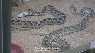 Episode #2027: Feeding Sawscale Vipers
