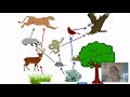 Trophic Levels and Food Web Dynamics