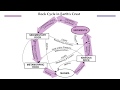 Rock Cycle Processes and Transformations