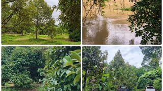 ติดแม่น้ำ งามจริง รีวิว โฉนด1ไร่ ติดแม่น้ำจันทบุรี ทุเรียน 40 มังคุด 7ต้น ยก 1.6ลบ คิชฌกูฏจันทบุรี