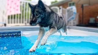 My Dog JUMPS In the Swimming Pool To Save THIS!