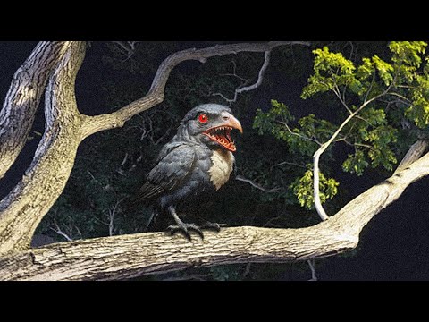 ASLI MERINDING !!! 15 Suara Burung Paling Horor Yang Sangat Menyeramkan, Persis Suara Kuntilanak