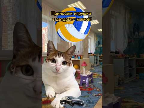 Детдом ограбил котика🙀 Мой тг: Yt_Fret #cat #мем #фрет