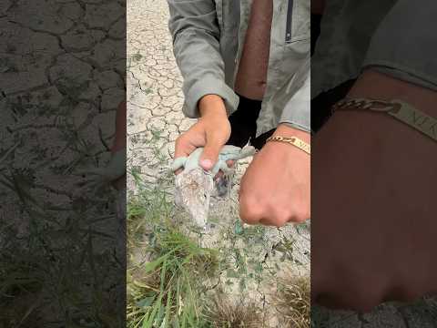 ¿Conoces a Nika? #animales #rescate #rescue #balsas #reptiles #viral