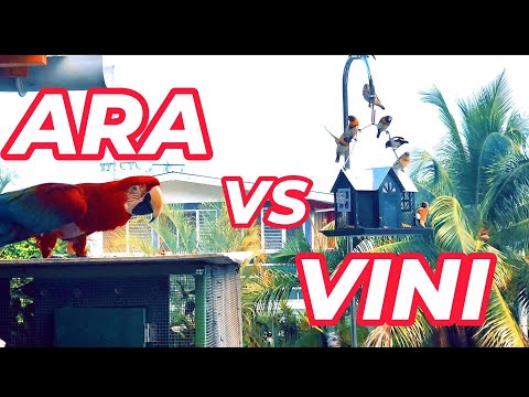 ARA VS VINI (moineau de TAHIITI)