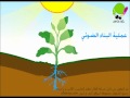 Photosynthesis Concepts and Processes