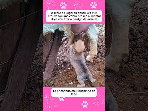 Exagerou dessa vez #pets #cachorro #animaisengracados #humor #engracados #animaisengracados #gatos