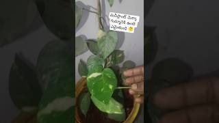 #మనీప్లాంట్ 🤔మెక్కా గుమ్మానికి untte emaithundhi #vairal shorts #3755 subscriber's vacharu# trending