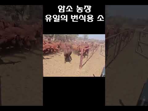 암소들만 있는 농장에 들어온 번식용 소