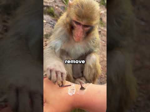 This clever monkey removed the thorns one by one 😍🐒