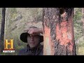 Tree Felling Techniques and Ecosystems