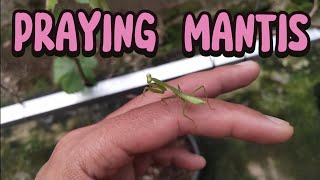 Two Praying Mantises And One Brown Grasshopper On A Vine