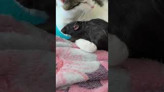 Tom and Jerry if they were homies