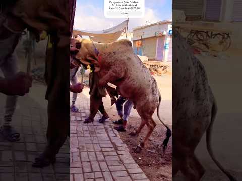 Dangerous Cow Qurbani - Dangerous Bulls Qurbani - Karachi Cow Mandi - Bakra Mandi 2024 #shorts #cow