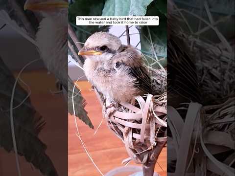 This man rescued a newborn sparrow and adopted it #animalshorts #shortsvideo