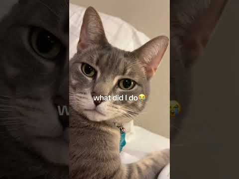 Cat’s little temper