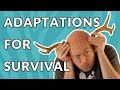 Animal Adaptations and Survival Strategies