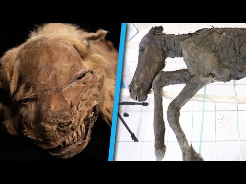 5 Strange Prehistoric Creatures Found Frozen In Ice