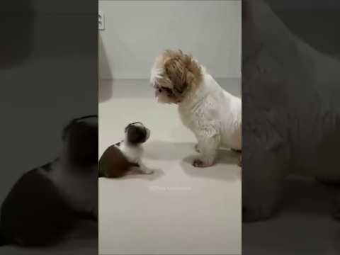 #149 Funniest Cats And Dogs videos 🐶🐱 #funny #animals #cuteanimals