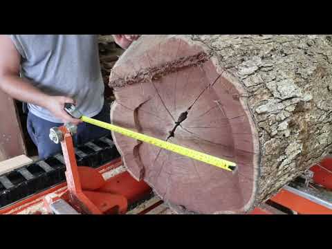 In All My Years Of Saw-Milling I Have Never Seen Anything Like It, Mulberry Yellow Gold