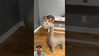 my cat and foster kitten say farewell...🥹#cat #funny #trending #shortvideo #shorts