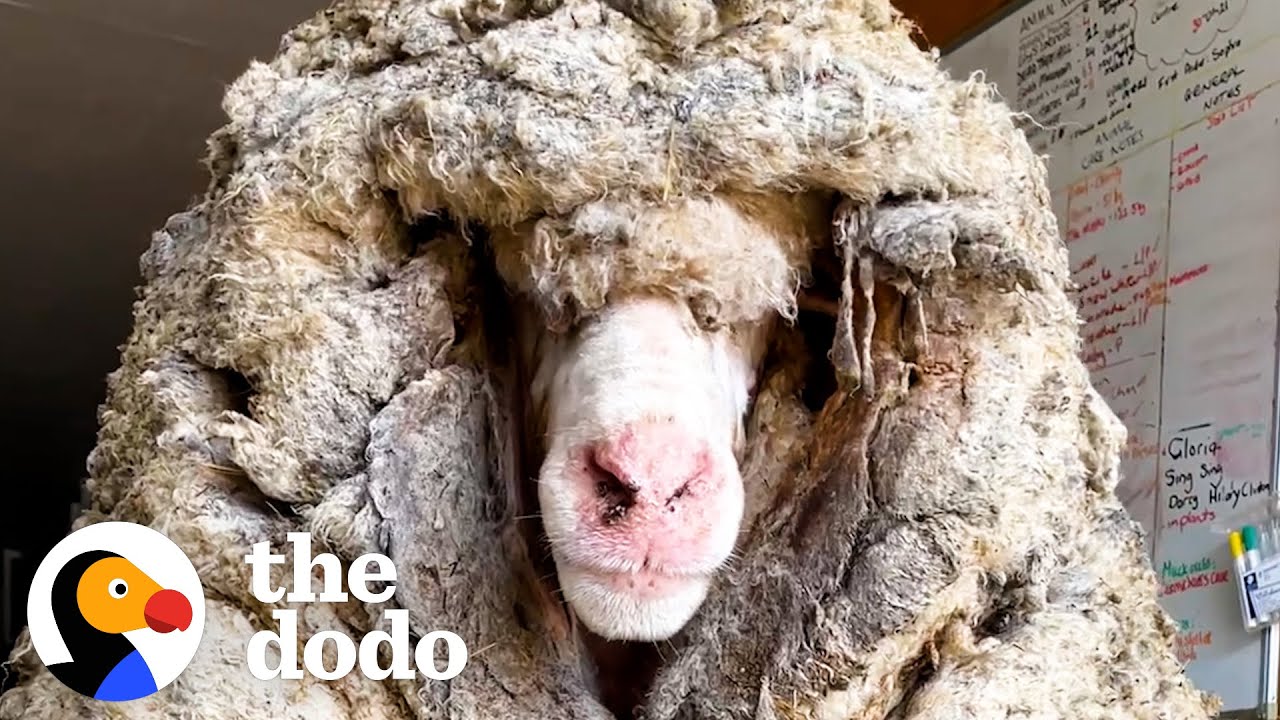 Sheep Covered In 80 Pounds Of Wool Makes Most Amazing Transformation Faith = Restored