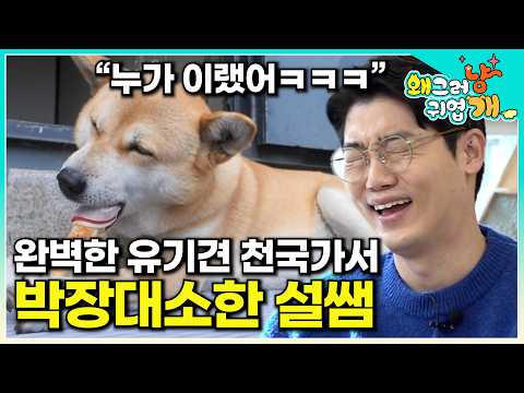 55마리 유기견을 맡아 키우는 회사에서 감탄 연발하던 설쌤에 눈에 띈 단 하나의 단점  |#왜그러냥귀엽개