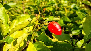 Peanut Butter Fruit (Bunchosia armeniaca) grows and fruits well in Portugal